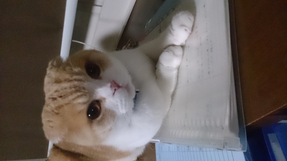 Cat pictures｜ふむふむ、この書類をやれと？