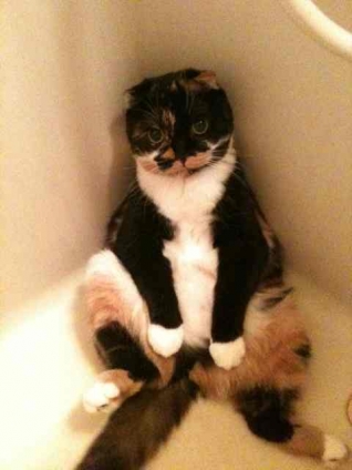 Cat pictures｜お風呂にお湯がはってない今がチャンス