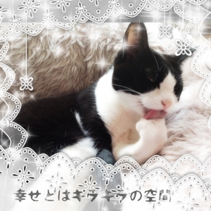 Cat pictures｜姫猫