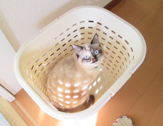Cat pictures｜洗濯終わった？