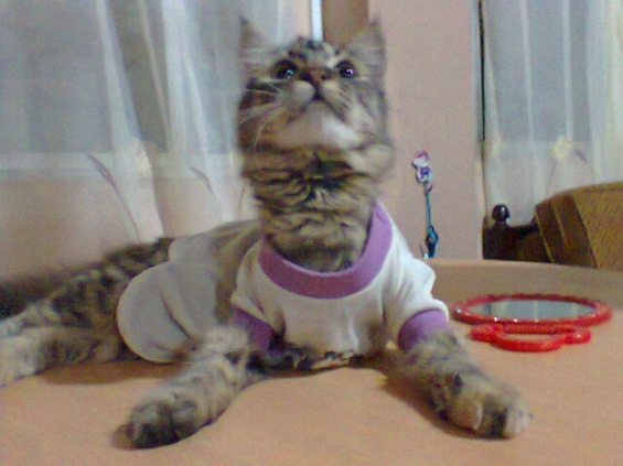 Cat pictures｜Mila vestida