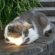 江ノ島の眠り猫