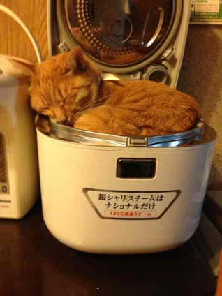 Cat pictures｜炊飯器ネコ