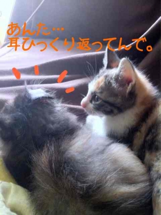Cat pictures｜猫耳あるある。