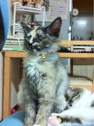 Cat pictures｜座ったままでも…