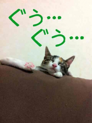 Cat pictures｜ソファーの上が一番。