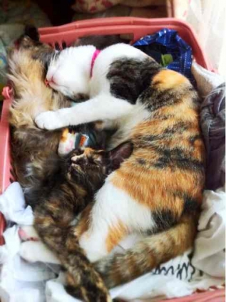 Cat pictures｜昼寝と洗濯物の相性。