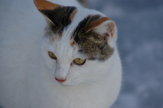 Cat pictures｜雪猫（２）