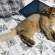 Cat pictures｜iBed その４