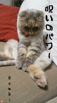Cat pictures｜殺気