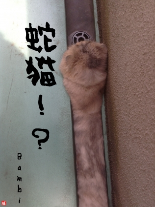 Cat pictures｜はまった。。。。