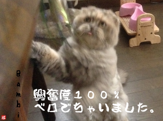 Cat pictures｜ベロベロバーーー