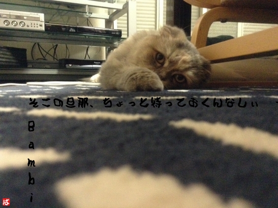 Cat pictures｜時代劇