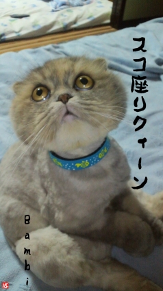 Cat pictures｜うるるん瞳