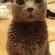 Cat pictures｜ごっごにゃぁん！(〃'▽'〃)ﾉｼ☆