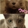Cat pictures｜ひっるにゃぁん！(〃'▽'〃)ﾉｼ☆ 