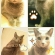 Cat pictures｜ゆっうにゃぁん！(〃'▽'〃)ﾉｼ☆