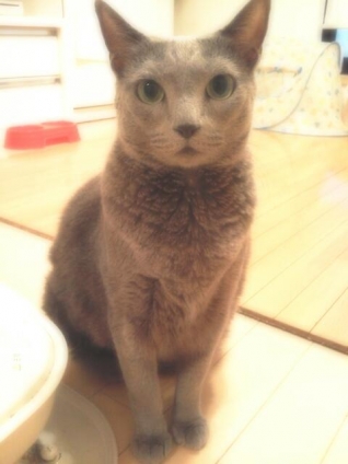Cat pictures｜よっるにゃぁん！(〃'▽'〃)ﾉｼ☆
