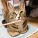 Cat pictures｜いちごポッキーにゃん！？