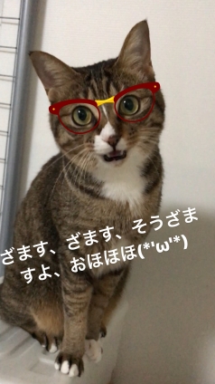 Cat pictures｜元祖様に負けられないニャン！メルでーす！
