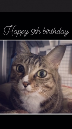 Cat pictures｜９歳の誕生日だったにゃん！