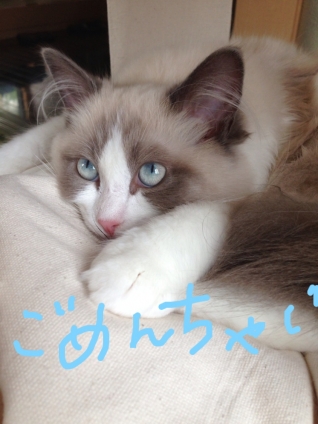 Cat pictures｜ごめんちゃい(つд⊂)