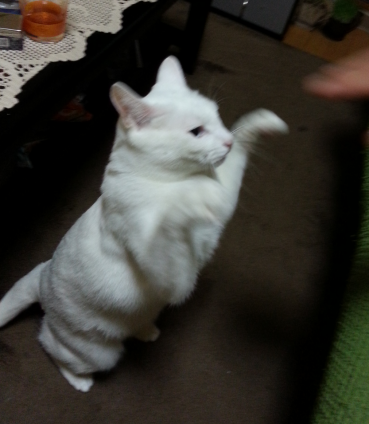 Cat pictures｜ユウナvsパパ