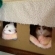 Cat pictures｜猫のアパート(平屋タイプ)♪