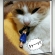 Cat pictures｜進撃の巨猫