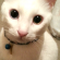 Cat pictures｜黒目MAX時(◉ω◉)