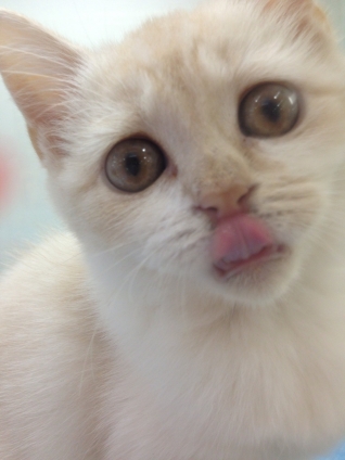 Cat pictures｜カメラ目線で舌を出している子猫