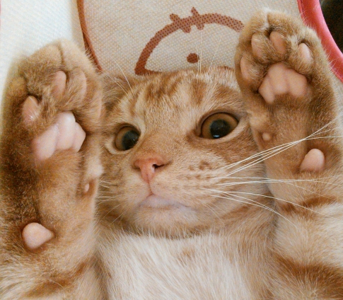 Cat pictures｜じぇじぇじぇ