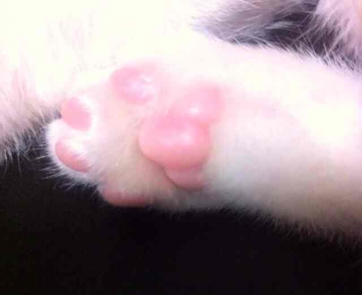 Cat pictures｜にゃんこの足の裏にピンクのクマさん