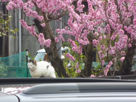 Cat pictures｜お花見
