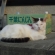 Cat pictures｜暑いニャ…