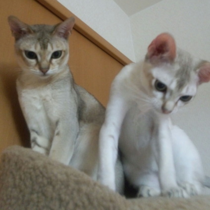 Cat pictures｜ルカとリク