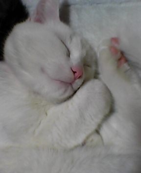Cat pictures｜ピンクの肉球でおやすみにゃさい。