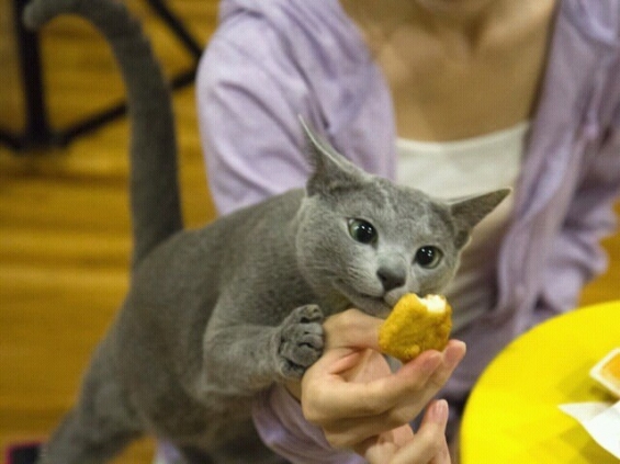 Cat pictures｜あぁぁん、ぼくも食べたいよぅ。