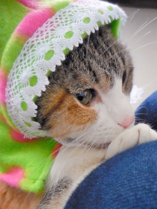Cat pictures｜みくずきんちゃん♪