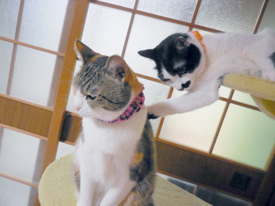 Cat pictures｜「まぁ、そんなに落ち込まんでも…」