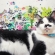 Cat pictures｜メルヘンチック♡