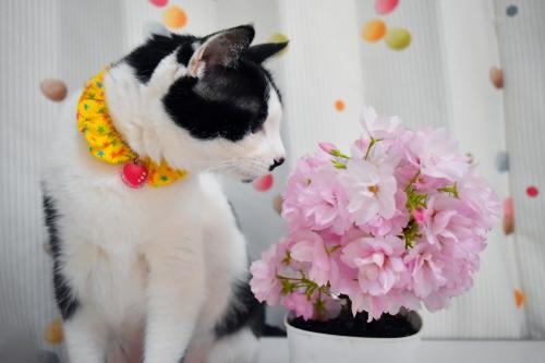 Cat pictures｜お花見だニャ～♪