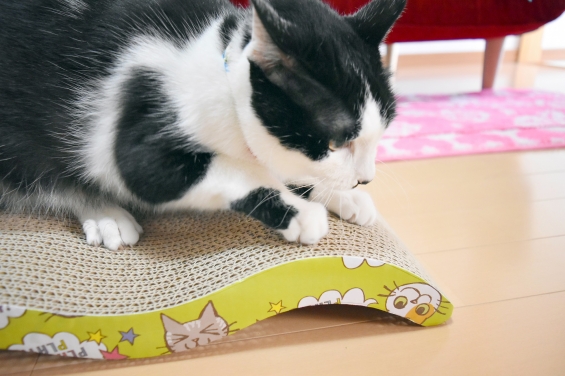 Cat pictures｜研ぎ心地、バツグン♪