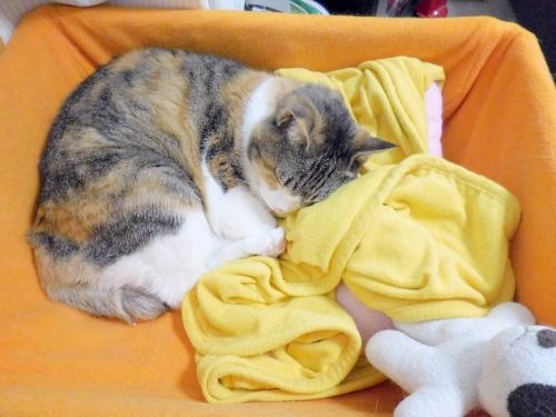 Cat pictures｜ぬくぬく、すやすや…。