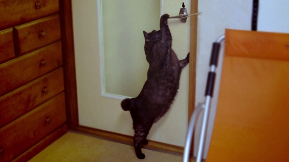 Cat pictures｜ドアを開ける父ちゃん♪
