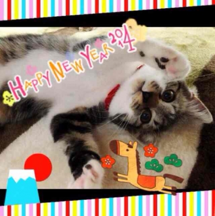 Cat pictures｜HAPPY NEW YEAR