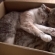 幸せそうに眠る母猫と子猫
