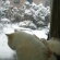 Cat pictures｜雪景色ニャね。