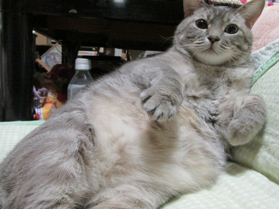 Cat pictures｜ちょっと奥さん、参ぺい、痩せたかニャ？