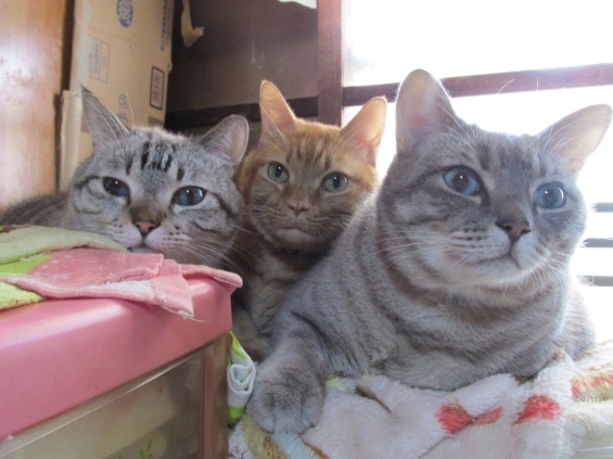 Cat pictures｜おっさんトリオ